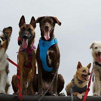 RexiTron - Everyone looks so happy! - Dog Walkers Near Me RexiTron - Everyone looks so happy! - Dog Walkers Near Me