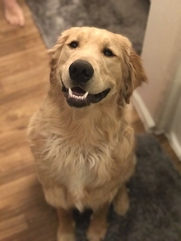 DOGTOPIA OF OVERLAND PARK 10 Reviews Pet Groomers 6905 W 135th St