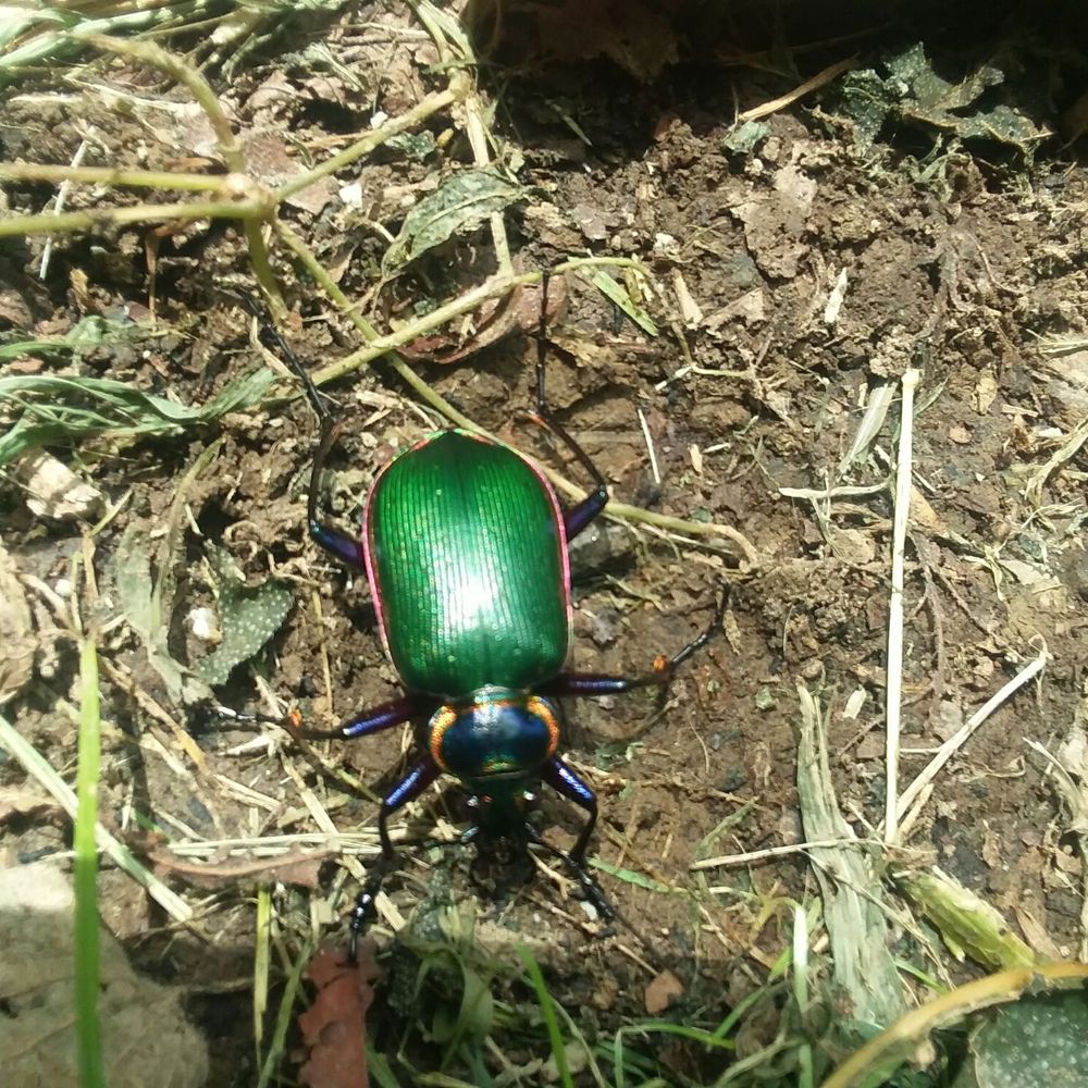 Banshee Reeks Nature Reserve - Colorful beetles - Hiking Near Me - Leesburg, Virginia