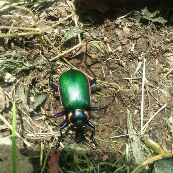 Banshee Reeks Nature Reserve - Colorful beetles - Hiking Near Me - Leesburg, Virginia Banshee Reeks Nature Reserve - Colorful beetles - Hiking Near Me - Leesburg, Virginia