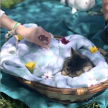 Peaceful Pets Services - Placing fresh flowers on Sage. - Pet Services Near Me - Castaic, California Peaceful Pets Services - Placing fresh flowers on Sage. - Pet Services Near Me - Castaic, California