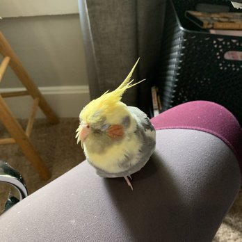 Bird Fever - Sleepy baby; almost 3 years old - Bird Shops Near Me - Indianapolis, Indiana