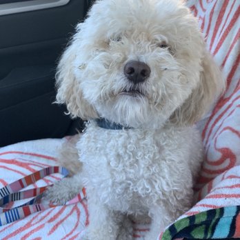 WoofPack Oc - Lucky pre-groom, crazy fluff ball - Pet Training Near Me WoofPack Oc - Lucky pre-groom, crazy fluff ball - Pet Training Near Me