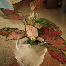 Petals and Blooms Flowers - What was delivered