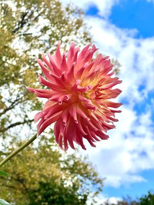Cylburn Arboretum by null