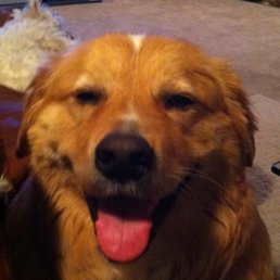 "Rowdy", when he was happy and ready for a walk. "Rowdy", when he was happy and ready for a walk.