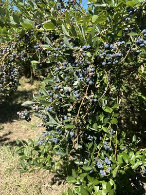 Mercer Slough Blueberry Farm by null