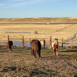 Skyward Ranch - Admiring the ponies
