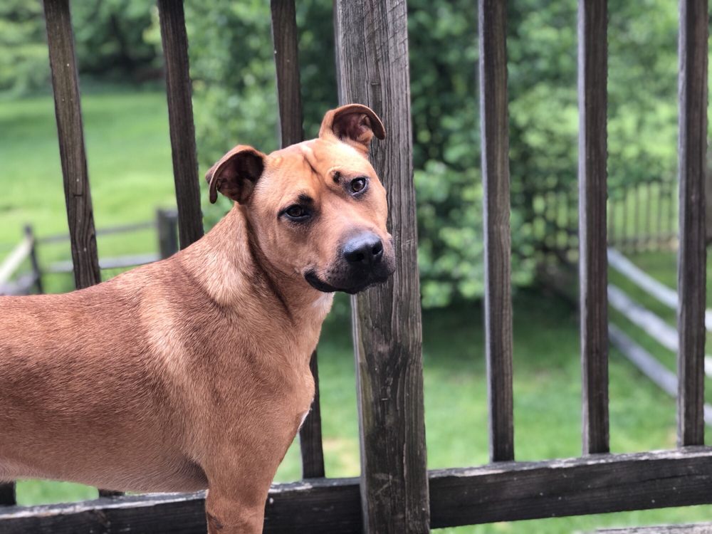 BARTON MANOR KENNELS 228 Photos Pet Boarding 1329 Deer Creek