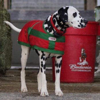 Keeneland - Bud, the Budweiser Dog - Horse Racing Near Me - Lexington, Kentucky Keeneland - Bud, the Budweiser Dog - Horse Racing Near Me - Lexington, Kentucky