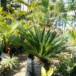 Vivero Jarde - Un poco de lo que puedes encontrar en Vivero Jarde.