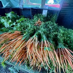 Corona Farms