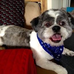 Max happy post-grooming.