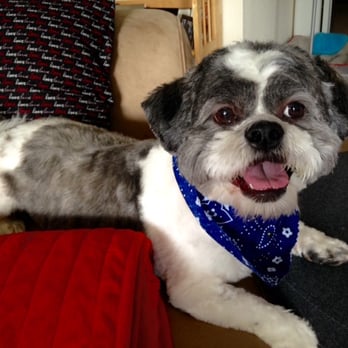 Kelly's Pet Boutique East - Max happy post-grooming. - Pet Groomers Near Me - East Lansing, Michigan