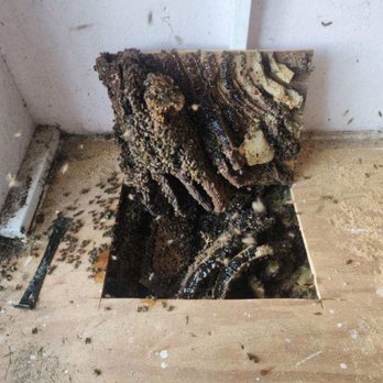 The Bees Knees - Pre-removal: bees and honeycomb under the shed floor - Pest Control Near Me - Kagel Canyon, California The Bees Knees - Pre-removal: bees and honeycomb under the shed floor - Pest Control Near Me - Kagel Canyon, California