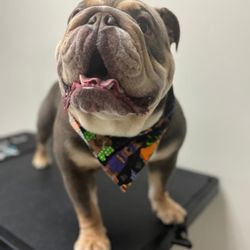 R&C Pet Grooming - Bulldog ingles