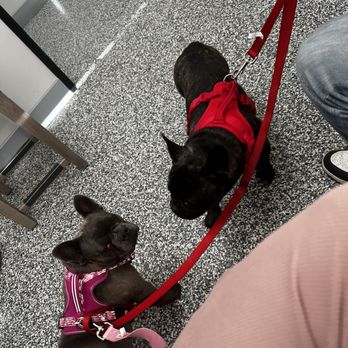 911 Vet Care - Kodak and KoKo - Veterinarians Near Me - Lancaster, California 911 Vet Care - Kodak and KoKo - Veterinarians Near Me - Lancaster, California