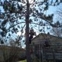 Photo of Scribner Tree & Lawn Service
