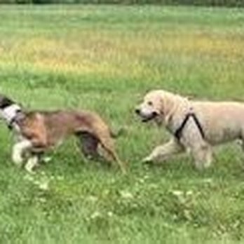 Robin's Pet Squad - Dog Walker Waltham area - Dog Walkers Near Me - Waltham, Massachusetts
