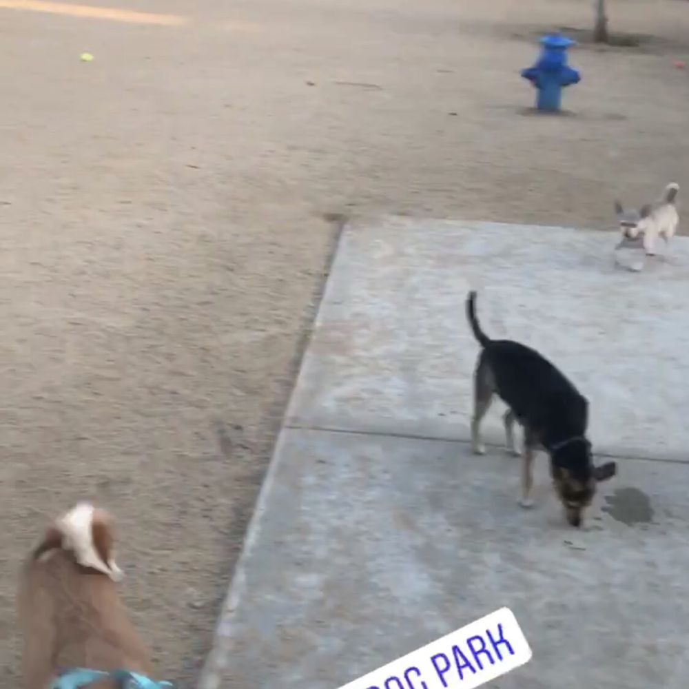 Small dog recreational area Small dog recreational area