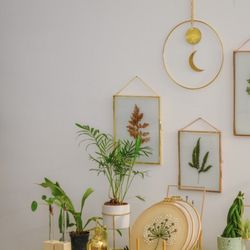 Plants and Design Store, Cocodema