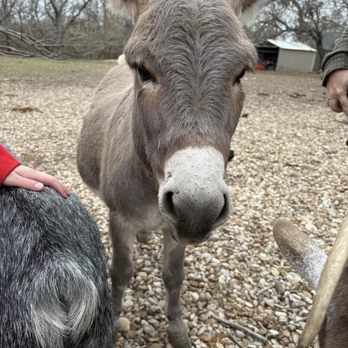 Mini Mischief Ranch - Wilbur coming in for some attention. Donkeys + sunshine = the perfect ranch reset - Petting Zoos Near Me - Hutto, Texas Mini Mischief Ranch - Wilbur coming in for some attention. Donkeys + sunshine = the perfect ranch reset - Petting Zoos Near Me - Hutto, Texas
