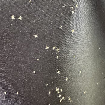 Owyhee Environmental - Aphids everywhere! - Pest Control Near Me - Meridian, Idaho Owyhee Environmental - Aphids everywhere! - Pest Control Near Me - Meridian, Idaho