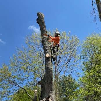 Tree Of Life - Tree Services Near Me Tree Of Life - Tree Services Near Me