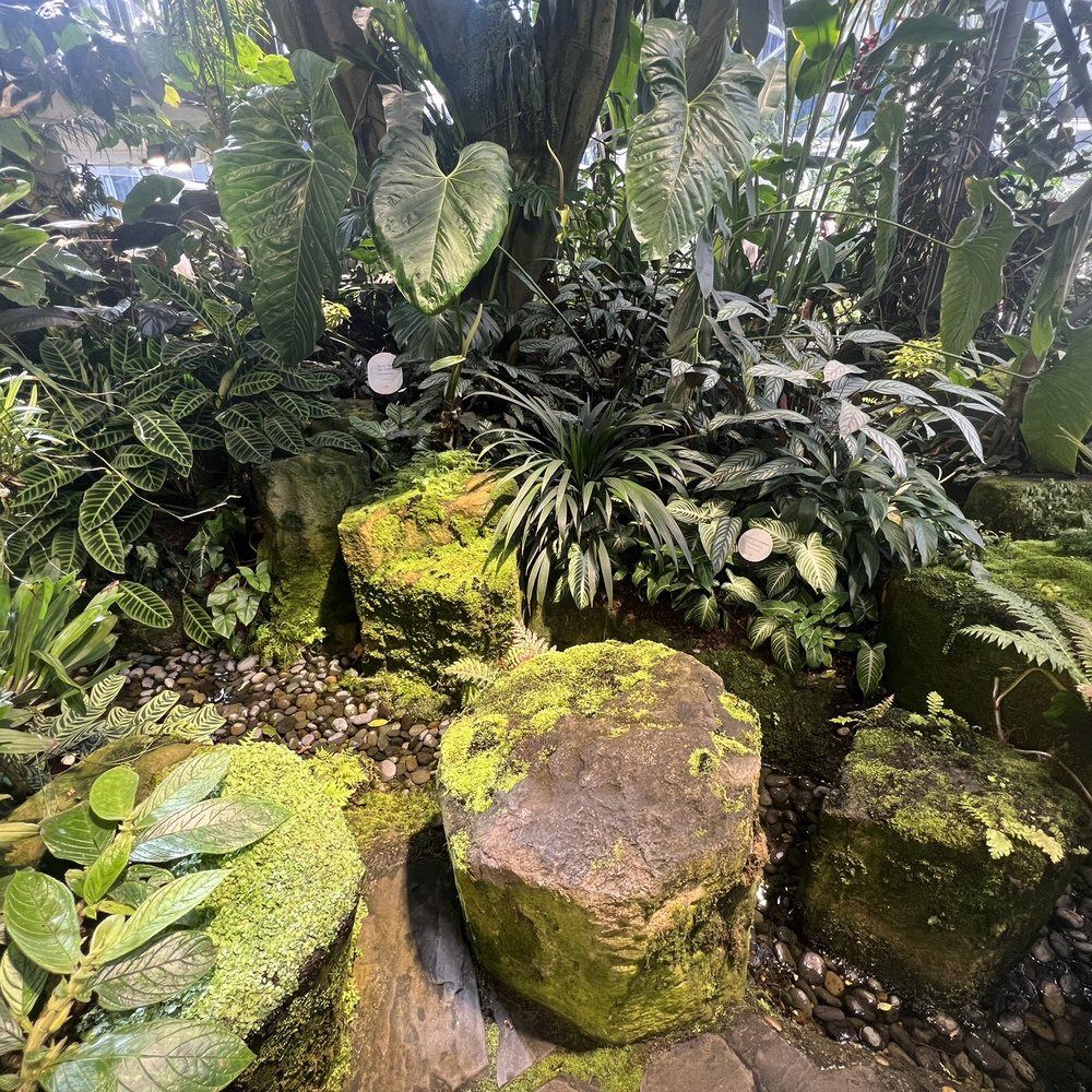 Amazon Spheres - Botanical plants - Botanical Gardens Near Me - Seattle, Washington Amazon Spheres - Botanical plants - Botanical Gardens Near Me - Seattle, Washington