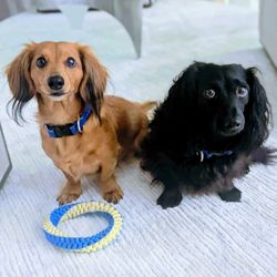 Applied Canine Concepts