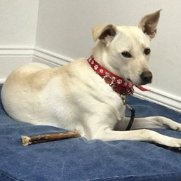 Poppy the Taiwan Dog