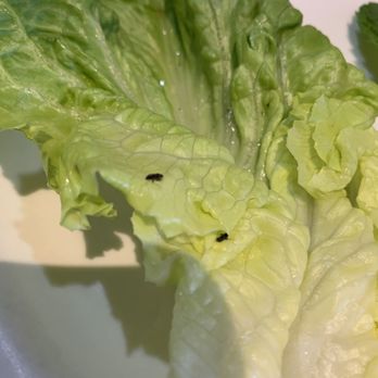 Pho Dalat Authentic Vietnamese Restaurant - Bugs in lettuce - Vietnamese Near Me - Tempe, Arizona Pho Dalat Authentic Vietnamese Restaurant - Bugs in lettuce - Vietnamese Near Me - Tempe, Arizona