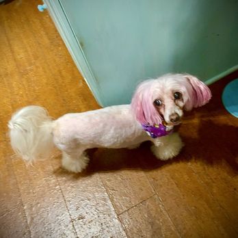 Paw Dat - As you can see MaXi is  a bit short in the legs but his Pom Pom booties are ADORABLE - Pet Boarding Near Me - Metairie, Louisiana