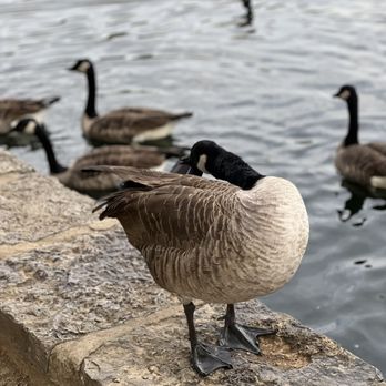 Centennial Park - Ducks (Don't feed them bread) - Parks Near Me - Nashville, Tennessee Centennial Park - Ducks (Don't feed them bread) - Parks Near Me - Nashville, Tennessee