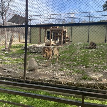 Austin Zoo - Zoos Near Me - Austin, Texas Austin Zoo - Zoos Near Me - Austin, Texas