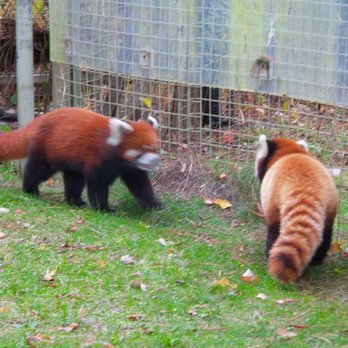 Toronto Zoo - Red panda - Zoos Near Me - Toronto, Ontario Toronto Zoo - Red panda - Zoos Near Me - Toronto, Ontario