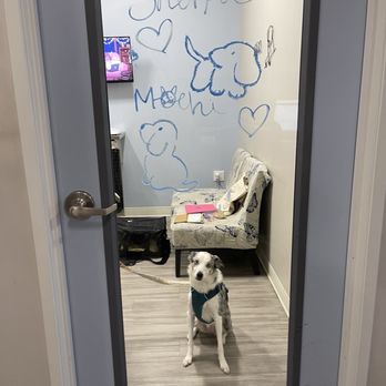 Aspire Veterinary Center - Examining room welcome! - Veterinarians Near Me - La Palma, California