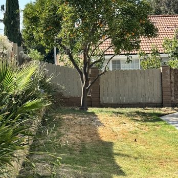 Alex's Natural Tree Care - Orange Tree - Tree Services Near Me - Pomona, California