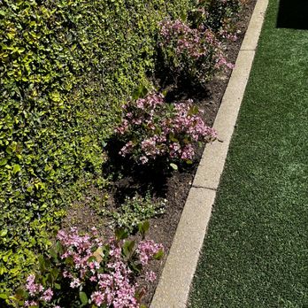 Bloom Landscape - This plant combination will compliment each other in this planter bed. The white bacopa will stay low and cover the area well. - Landscaping Near Me Bloom Landscape - This plant combination will compliment each other in this planter bed. The white bacopa will stay low and cover the area well. - Landscaping Near Me