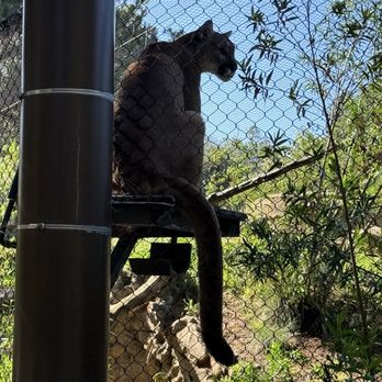 OC Zoo Irvine Regional Park - Lion - Parks Near Me - Orange, California OC Zoo Irvine Regional Park - Lion - Parks Near Me - Orange, California