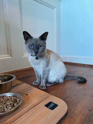 El Gato Coffeehouse by null