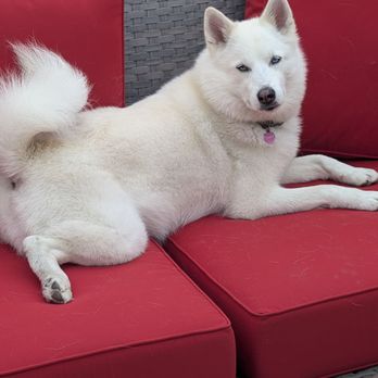 Veterinary Emergency Group - Luna felt much better after her care!!! Thanks VEG staff - Emergency Pet Hospital Near Me - Encinitas, California