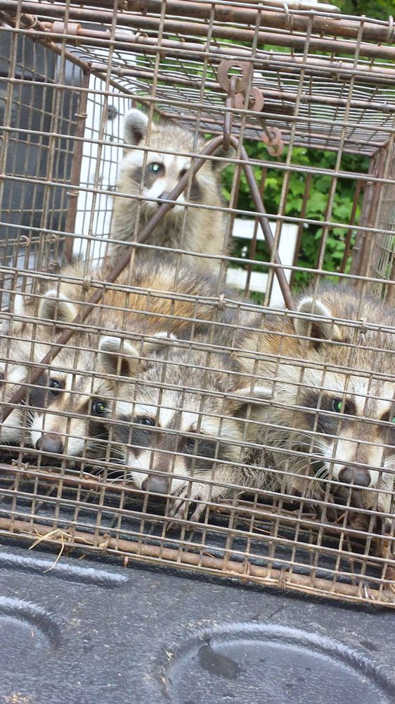 WILDLIFE ANIMAL CONTROL 18 Photos Lake City, Florida Wildlife