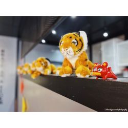 Tiger Sugar - | #intenselypassionatephotography