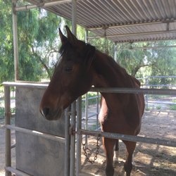 Celestial Farms - Blossom one of our lesson horses
