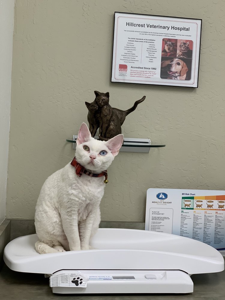 hillcrest veterinary