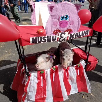 San Leandro Cherry Festival - Our Juliana mini pigs were in the Cherry Festival Parade so we had to pimp out their piggy wagon. - Festivals Near Me - San Leandro, California