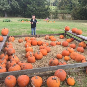 Elves Christmas Tree Farm & Pumpkin Patch - The bigger Pumpkins - Christmas Trees Near Me - Denison, Texas