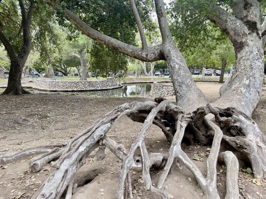 Irvine Regional Park by null