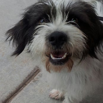 Petco - Dewey before - Pet Stores Near Me - Laveen, Arizona
